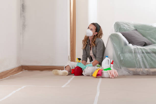 Reliable Black Mold Remediation contractor in Olney, TX by Mold Remediation HQ